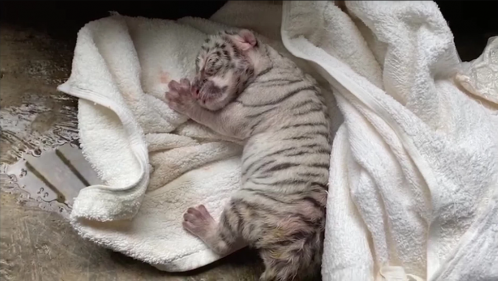 El director del Zoológico, Eduardo Sacasa informó el fallecimiento de la tigresa a través de un video. Cortesía