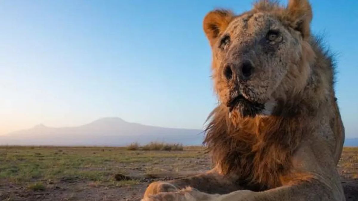 León salvaje Loonkiito, 'uno de los más viejos del mundo', asesinado en Kenia